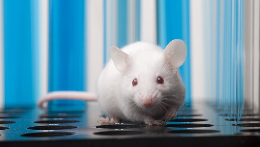 Des scientifiques ont réussi à implanter un genre de cellules cérébrales humaines chez de jeunes rats pour mieux étudier des troubles psychiatriques complexes, comme la schizophrénie
