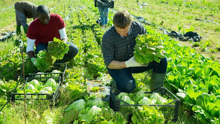49 filières alimentaires disposent aujourd'hui du label Agri-Ethique, qui représente le commerce équitable français
