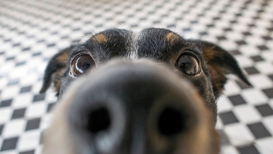 Les chiens sont capables de reconnaître certaines maladies qui émettent des odeurs indétectables pour les humains.