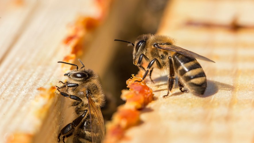 Les abeilles sont capables de visualiser des quantités de gauche à droite, comme les humains.