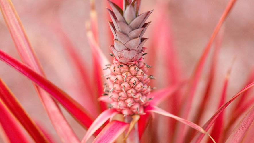 Aux Etats-Unis, l'ananas rose a été enrichi en lycopène pour booster ses effets anti-oxydants