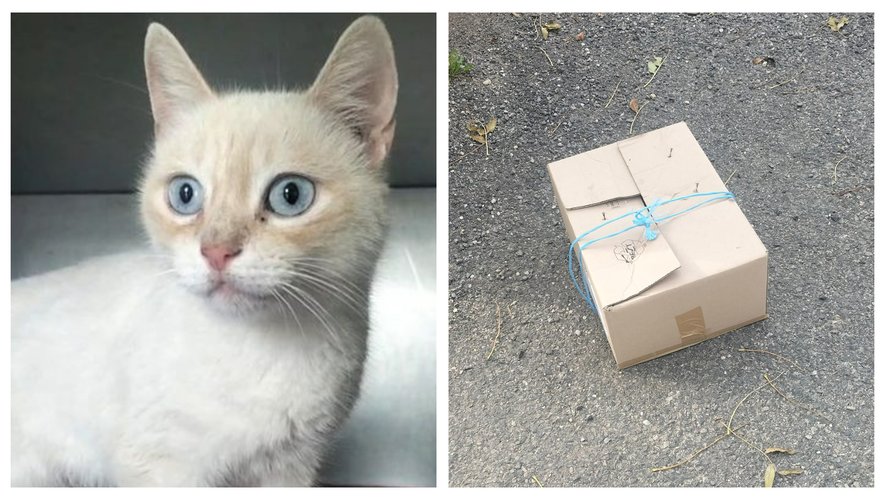 La petite chatte était dans un carton et a réussi à s'en extraire avant d'être découverte par la SPA.