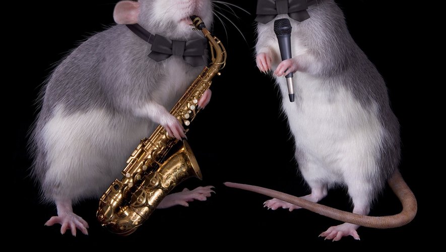 "Le cerveau des rats est conçu pour bien réagir à la musique", même si leur corps ne bouge pas trop, a déclaré le scientifique Hirokazu Takahashi.