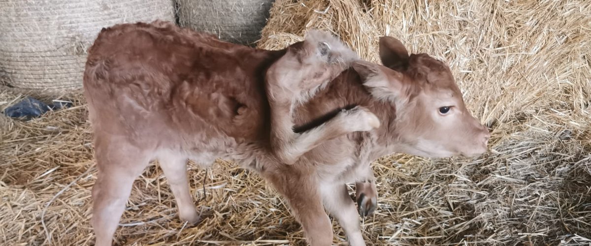Le jeune veau est né avec six pattes sur une exploitation du canton de Saint-Geniez-d'Olt-et-d'Aubrac.