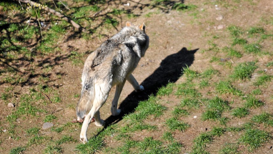Les éleveurs de onze pays européens demandent à déclasser le statut du loup.