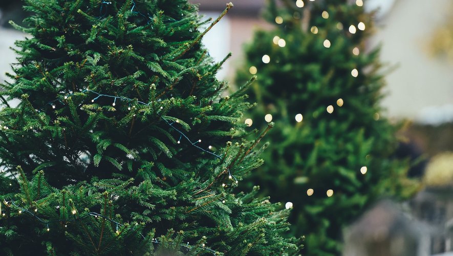 Chaque année, 6,5 millions de Français font l'acquisition d'un sapin pour les fêtes de Noël.