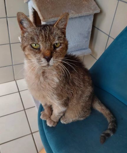 Minet est atteint de coryza chronique.