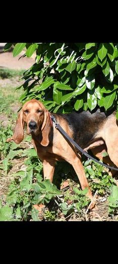 Jolie peine à trouver une famille car elle est une chienne de chasse.