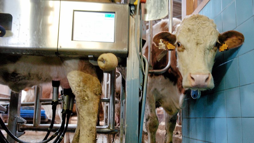 Les producteurs laitierssont toujours à la recherche d’une meilleure rémunération.