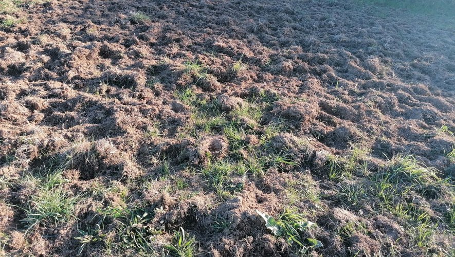 Prairie naturelle, déjà semée en octobre à la suite de dégâts de sangliers, à nouveau impactée.