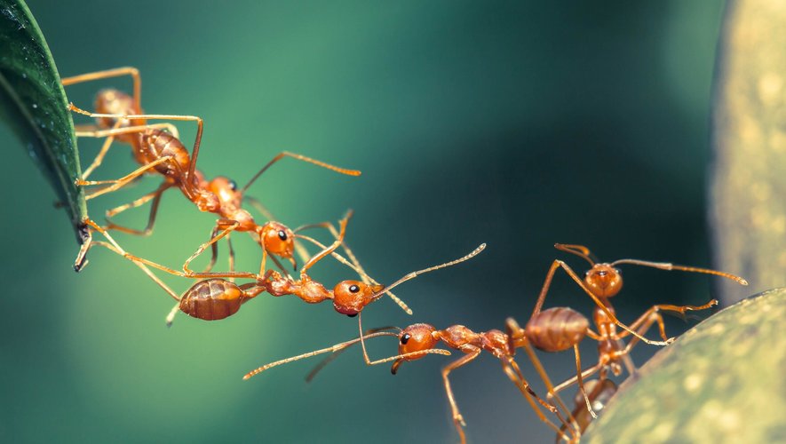 Une centaine de fourmis a ainsi réussi à détecter le cancer des ovaires et deux types de cancer du sein dans 95% des cas.