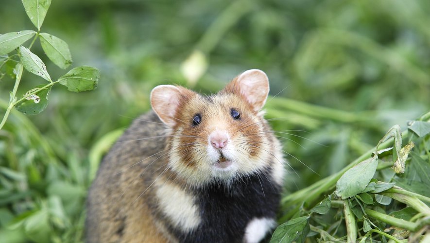 Cet assouplissement des restrictions autour des hamsters a été salué par les propriétaires d’animaleries de Hongkong.