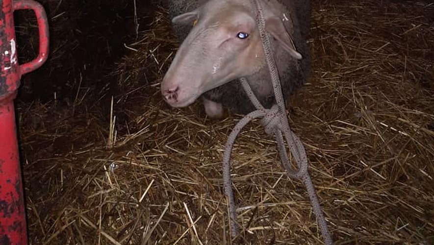 Des brebis étaient piégées sous les décombres et ont été sauvées.