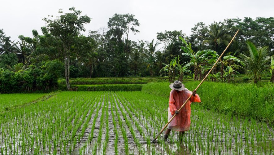 Selon une étude anglaise, le riz génétiquement modifié pourrait être une piste sérieuse pour lutter contre les pénuries alimentaires causées par le changement climatique.