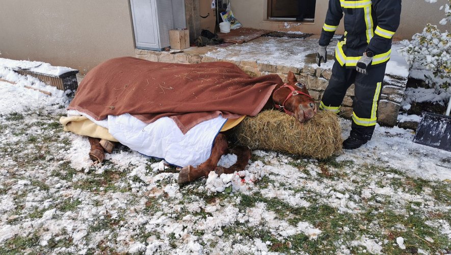 Blessé, le cheval a été pris en charge par un vétérinaire après le sauvetage des pompiers.