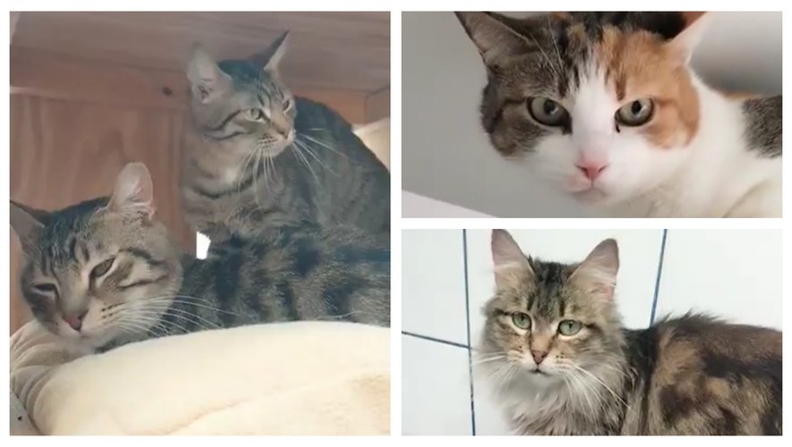 Plusieurs chats sont en train de se rétablir à la SPA de Rodez et sont prêts à recevoir leurs premières visites.