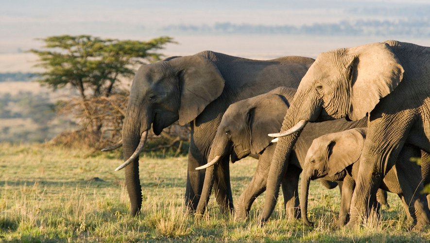 Les éléphants d’Afrique sont menacés. En l’espace de trois décennies, la part de leur population a chuté de plus de 80%.
