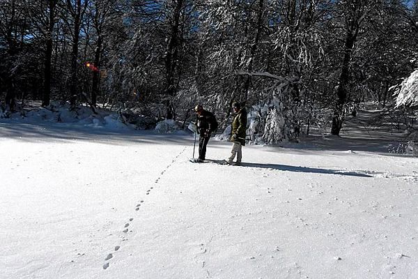 L’objectif de l’OFB est de dénombrer et de répertorier les loups en France.