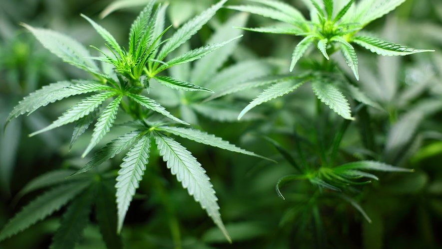 Le CESE recommande l’usage de cannabis récréatif doit être autorisé "uniquement aux personnes majeures dans des points de vente dédiés soumis à licence".