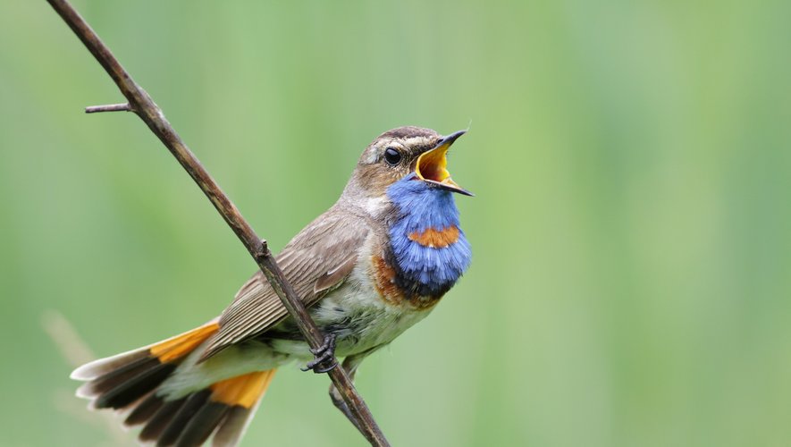 Ce week-end, la Ligue de Protection des Oiseaux et le Muséum d'Histoire naturelle invitent chaque citoyen à compter le nombre d'oiseaux qu'il verra se poser dans son jardin ou depuis la fenêtre de son appartement.