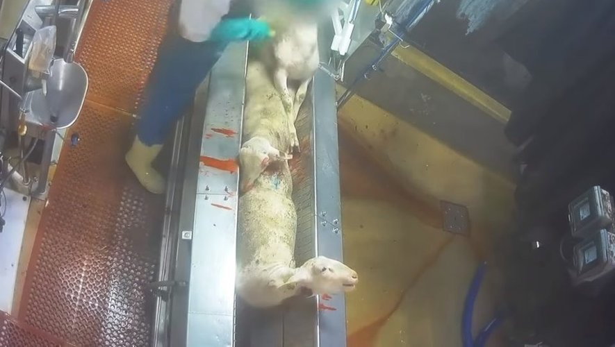Juin 2020 : L214 dévoile des images chocs de l'abattage d'agneaux à l'abattoir d'Arsac.