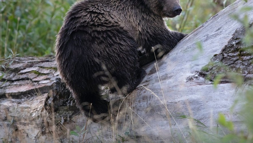 Les résines produites par certains arbres permettraient aux ours de se prémunir des tiques.