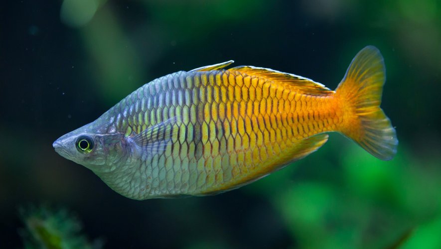 Et si l'hybridation naturelle permettait de protéger les espèces en voie d'extinction ? C'est ce que suggère une nouvelle étude réalisée sur des espèces de poissons arc-en-ciel tropicaux, originaires du nord-est de l'Australie.