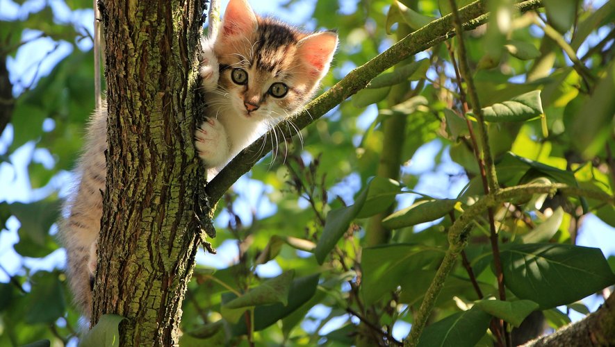 Un chat est resté coincé dans un arbre pendant trois jours du côté de Decazeville avant qu'un héros viennent le récupérer.