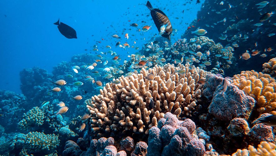 Une menace jusqu'ici sous-estimée pourrait s'ajouter à la longue liste des dangers qui guettent les écosystèmes coralliens : les rats.