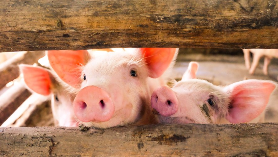 Les consommateurs ont encore du mal à concevoir que des animaux comme les cochons sont des êtres doués de sensi­bilité.