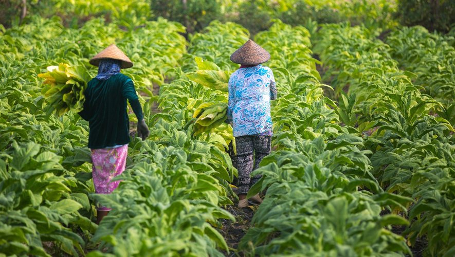 Lorsqu'il s'agit d'inciter les agriculteurs de se tourner vers des démarches de développement durable, les  femmes sont les plus mieux placées pour les convaincre de passer à l'action.