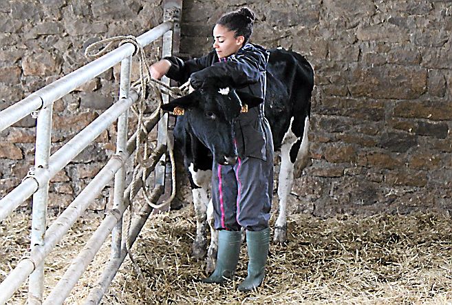 Les métiers du conseil en élevage se féminisent.