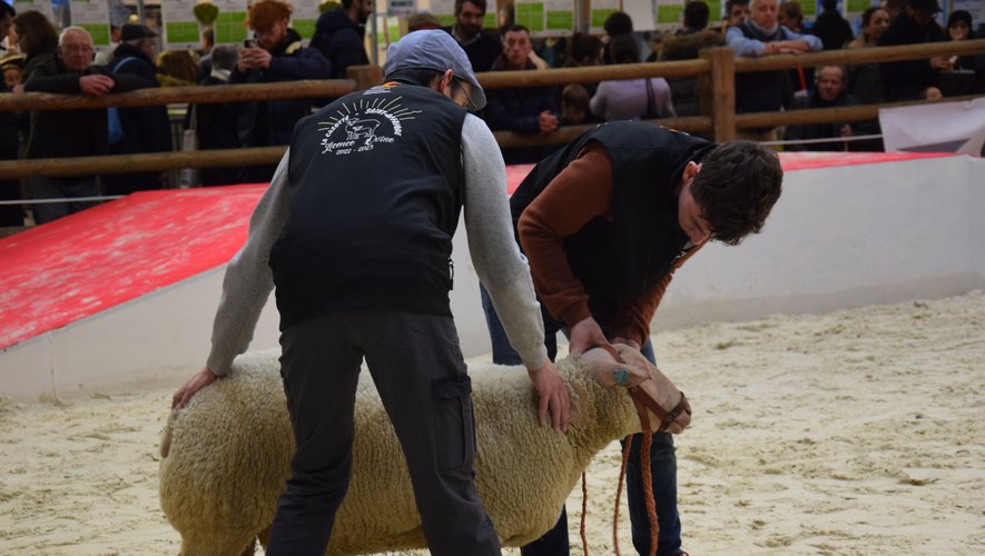 Sur le ring des ovins, les élèves du lycée de La Cazotte ont eu fort à faire, lundi après-midi, durant l’épreuve du Concours général agricole.