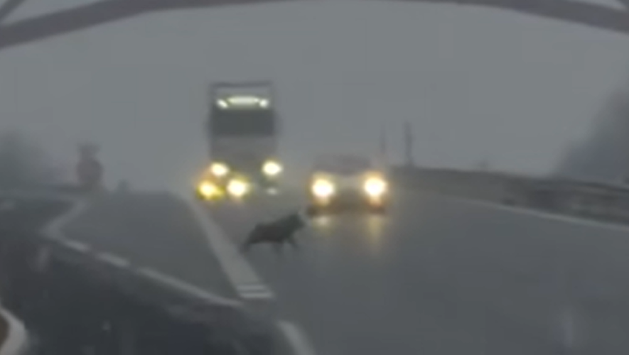 Un gros animal, s'apparentant à un loup, a été filmé en train de traverser l'autoroute A75 en Lozère jeudi matin.