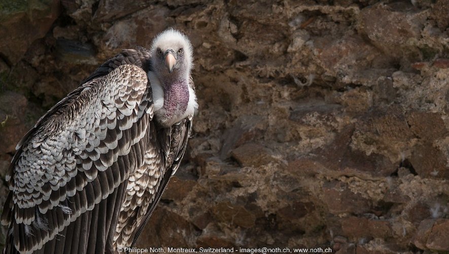 Légèrement plus petit qu’un vautour fauve, on reconnaît le vautour de Rüppell à son plumage écailleux caractéristique et des bandes pâles sous les ailes,