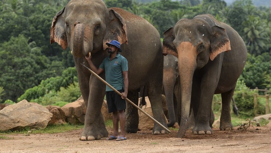 Les éléphants font partis des animaux qui éliminent naturellement le carbone.