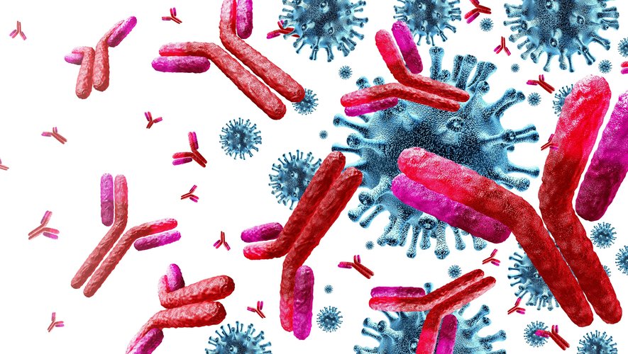 Des anticorps fabriqués en laboratoires pourraient offrir de nouvelles solutions de traitement.