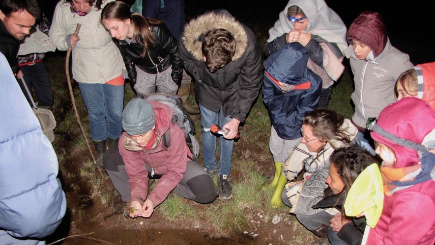 Découvrir l’habitat des grenouilles.