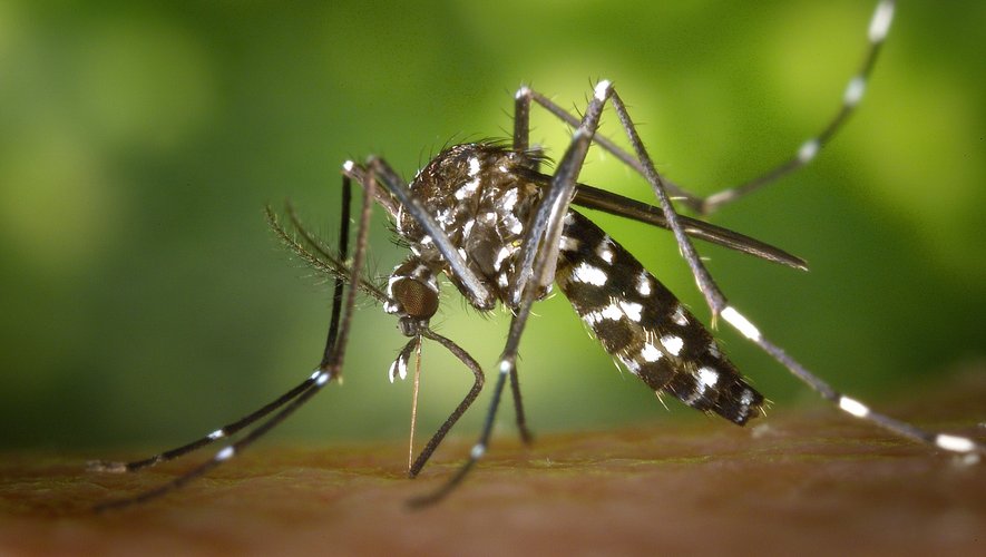 Le moustique tigre est "implanté et actif" dans 68 départements en France.