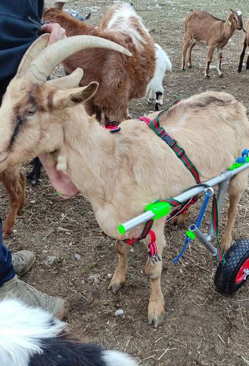 Même les chèvres peuvent utiliser ces chariots.