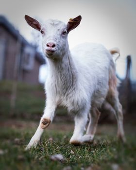 La chèvre faisait partie des animaux maltraités sauvés de la maison de l'horreur à Alrance.