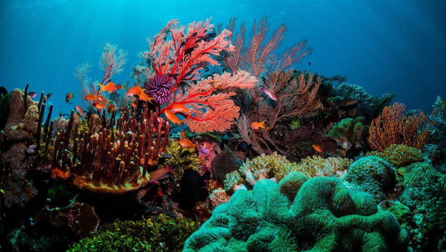Certains prédateurs de coraux sont paradoxalement en mesure de redonner des forces aux récifs qu'ils mangent. La raison ? Leurs excréments !