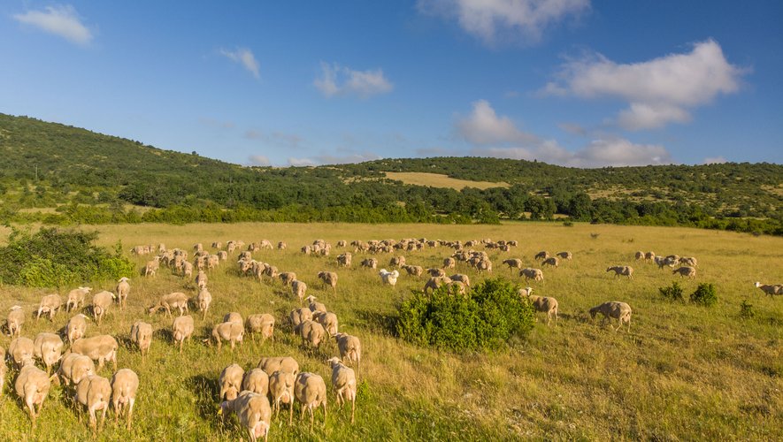 L’Aveyron compte1 180 éleveurs de brebis laitières sur son territoire.