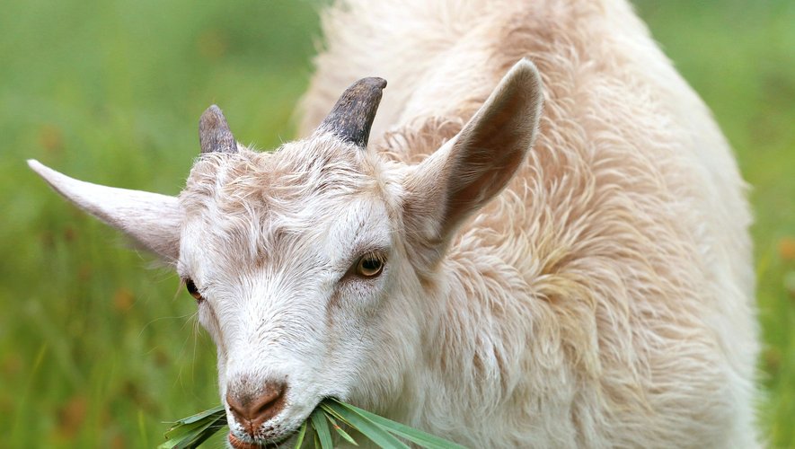La préfecture estime qu'entre 550 et 650 chèvres et boucs en divagation doivent être capturés.