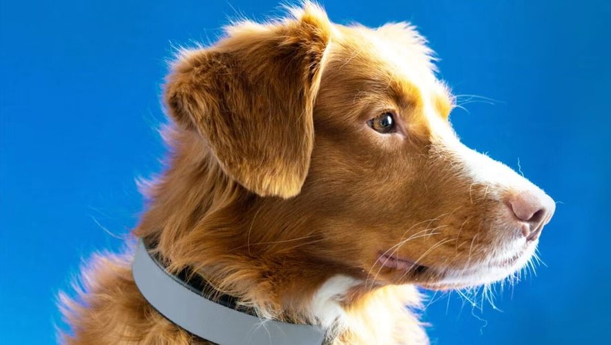 Les propriétaires d'un Smart Dog Collar peuvent désormais profiter d'un assistant virtuel dédié.