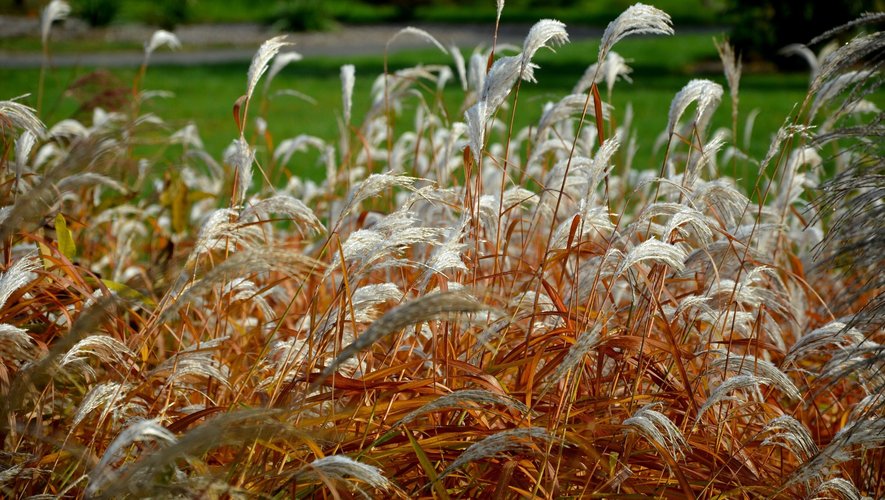 Le miscanthus peut faire office de biocombustible, voire carrément remplacer les sources d'énergie issues du pétrole comme le gaz ou le fioul.