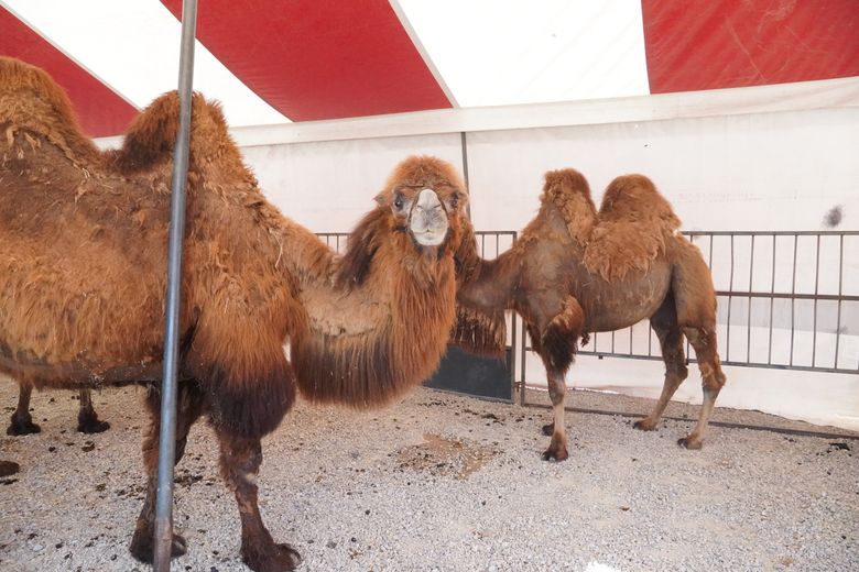 Une trentaine d’animaux feront partie intégrante du spectacle.
