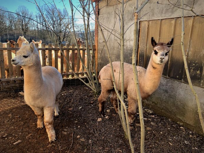 Olaf et Rosé, les deux mâles reproducteurs de l'exploitation.
