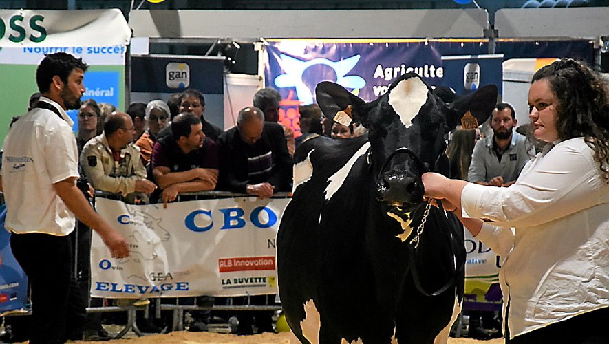 Des concours étaient même organisés, comme celui de la plus belle Prim’Holstein de l’Aveyron…