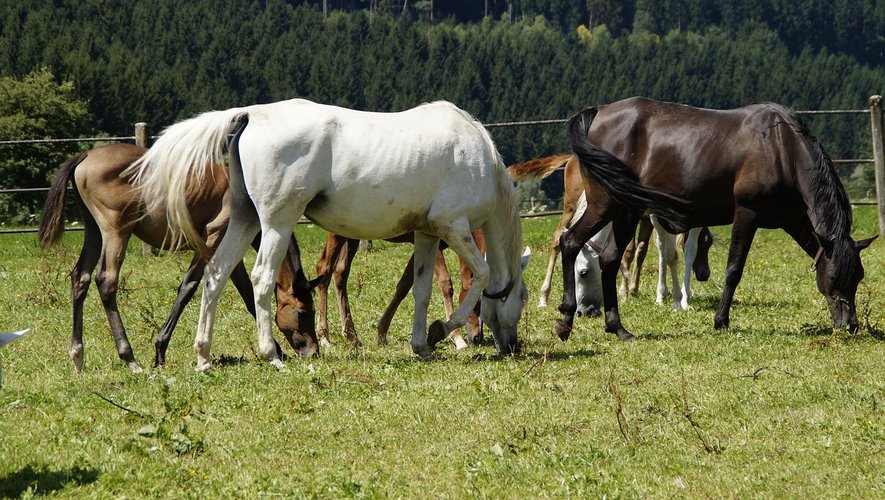 Plus de 60 chevaux dont 7 poulains dans "un état très préoccupant" ont fait l’objet d’un retrait et d’un placement auprès d’associations.